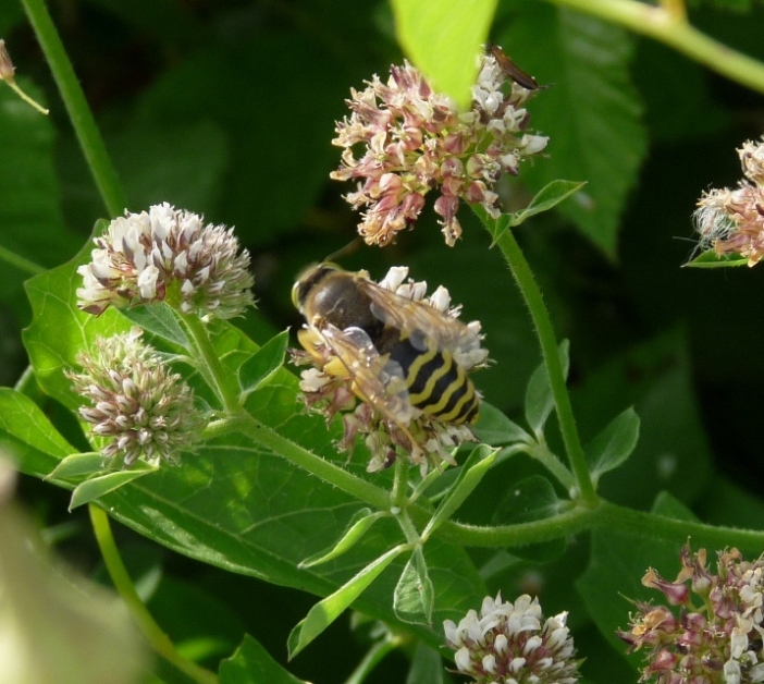Bembix cfr rostrata
